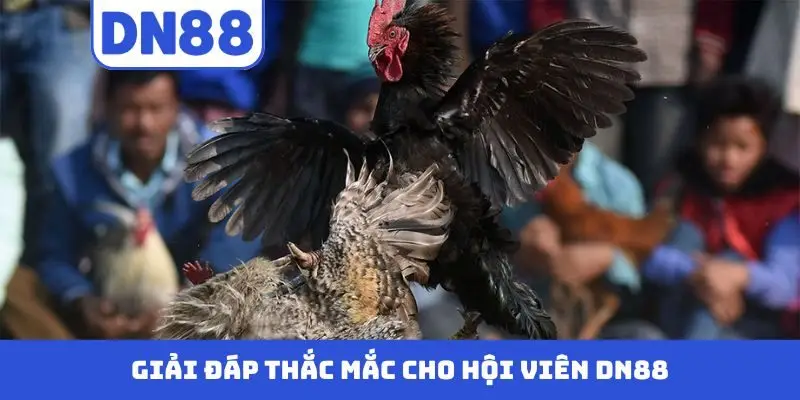 Đá Gà DN88 - Màn Trình Diễn Nảy Lửa Của Những Chiến Kê