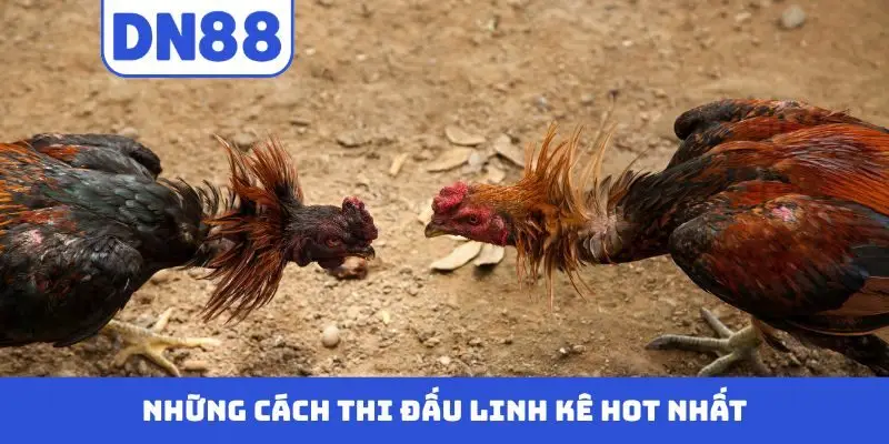 Đá Gà DN88 - Màn Trình Diễn Nảy Lửa Của Những Chiến Kê