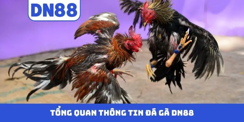 Đá Gà DN88 - Màn Trình Diễn Nảy Lửa Của Những Chiến Kê